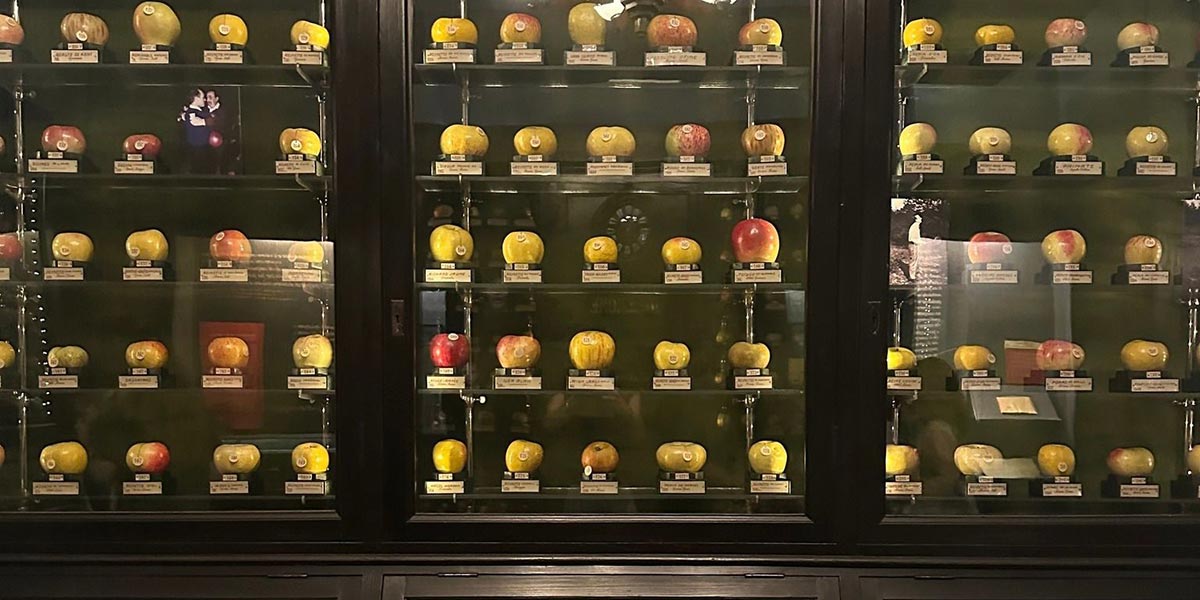 Al Museo della Frutta una mostra dedicata a mele e pere